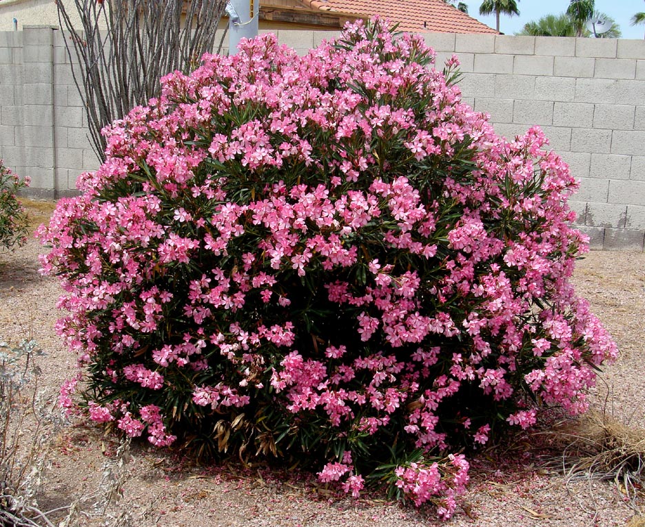What are oleander bushes?